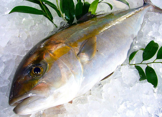 丸栄水産(株)が育てる、特別な飼育法により養殖魚特有の魚臭さがなく、旨み・甘未成分の数値が高いカンパチが、たくさんの氷の上に置かれている。