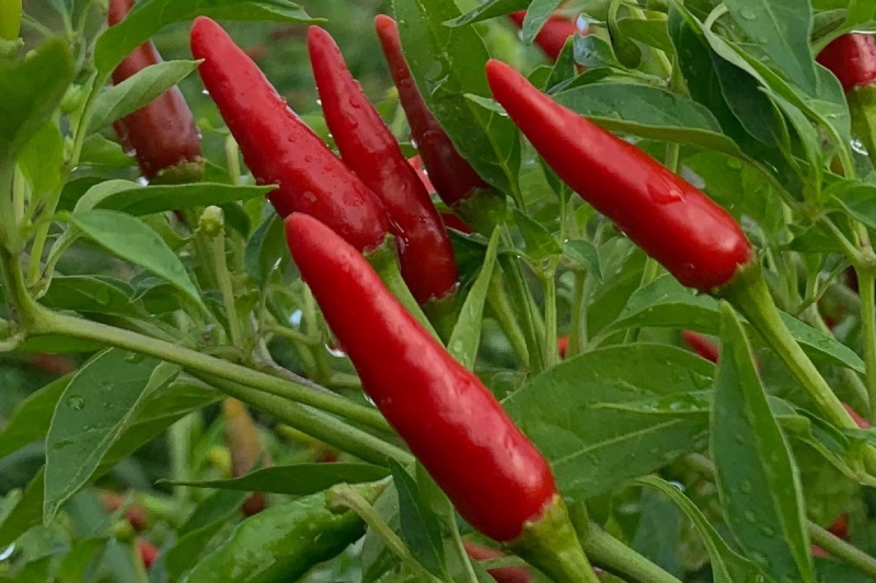 国産「鷹の爪 純粋種」